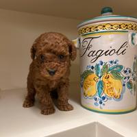 Barboncino Toy Red - Autorizzato ASL ANCHE 24 RATE