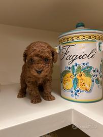 Barboncino Toy Red - Autorizzato ASL ANCHE 24 RATE