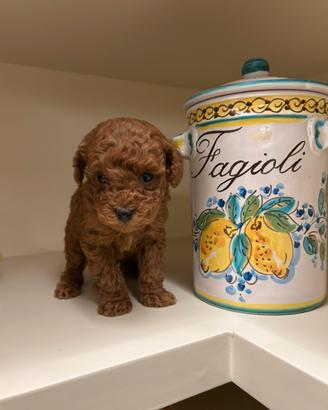 Barboncino Toy Red - Autorizzato ASL ANCHE 24 RATE