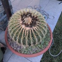 Echinocactus Grusoni