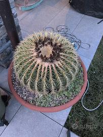 Echinocactus Grusoni
