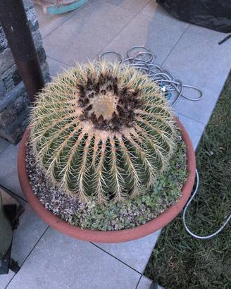Echinocactus Grusoni
