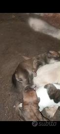 Cuccioli segugio maremmano