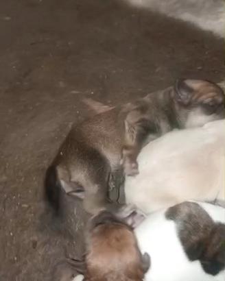 Cuccioli segugio maremmano