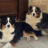 Cuccioli di pastore australiano