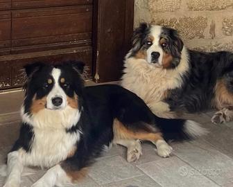 Cuccioli di pastore australiano