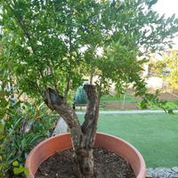 Melograno bonsai