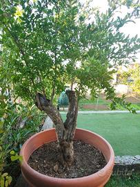 Melograno bonsai