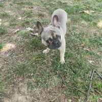 Vendita cane di razza