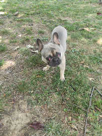 Vendita cane di razza