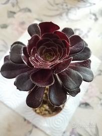 Piante grasse aeonium