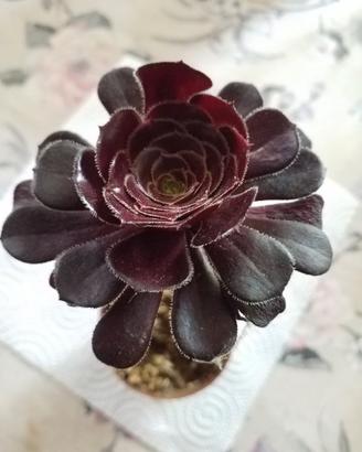 Piante grasse aeonium