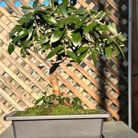 Bonsai ulivo