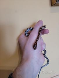 Baby serpente del grano normal (P. guttatus)