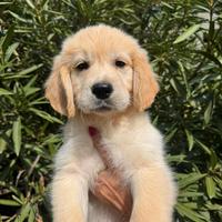 Cucciolo di Golden Retriever