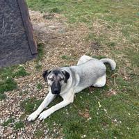 Kangal Turco Femmina di 1 Anno