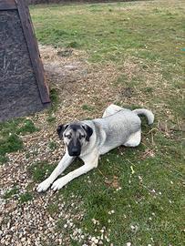 Kangal Turco Femmina di 1 Anno