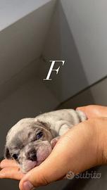 Bulldog cuccioli