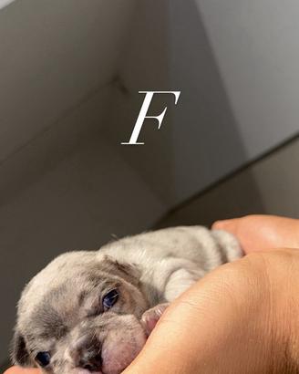 Bulldog cuccioli
