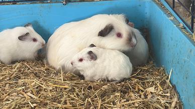 Cavia cuccioli Himalaian