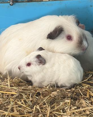Cavia cuccioli Himalaian