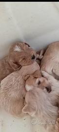 Maltipoo