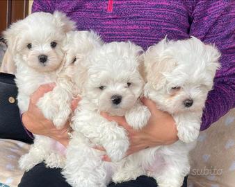 Maltese&maltese