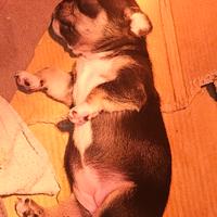 Chihuahua femmina nana