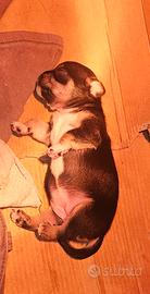 Chihuahua femmina nana