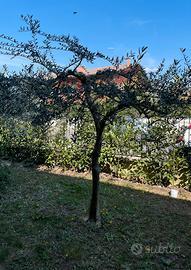 olivo  di circa 15 anni da sradicare