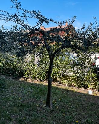 olivo  di circa 15 anni da sradicare
