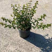 piante da bordatura e siepe 