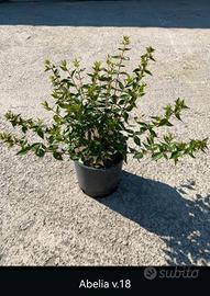 piante da bordatura e siepe 