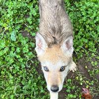 Cuccioli Lupo Cecoslovacco