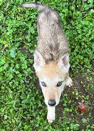 Cuccioli Lupo Cecoslovacco