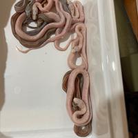 Serpenti del grano