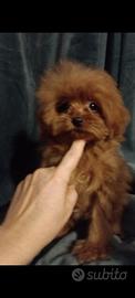 Pomapoo