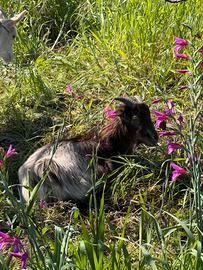 Animali