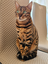 Cucciolo bengala di un anno e mezzo