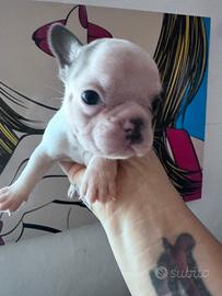 Bulldog francese