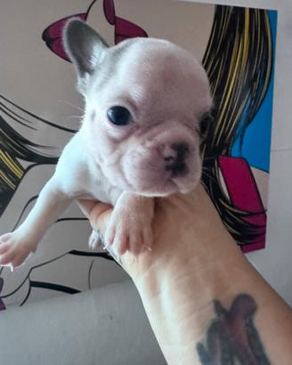 Bulldog francese