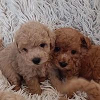 Cuccioli barboncino