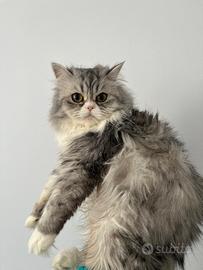 Scottish Highland Adele