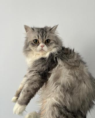 Scottish Highland Adele