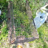 Cassetta per trasporto cani auto utilitaria