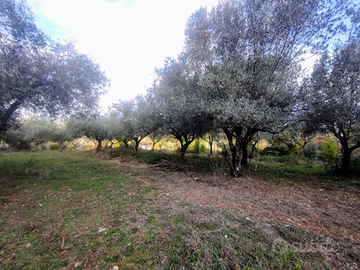 Terreno agricolo 3 ettari con uliveto e pozzo
