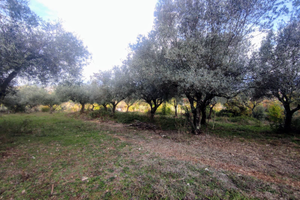 Terreno agricolo 3 ettari con uliveto e pozzo