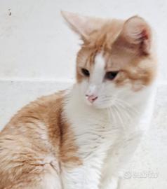 Gatto mix scottish / sphynx( pkd test)