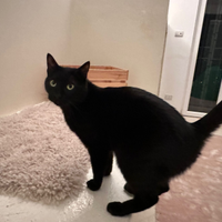 Gatto nero