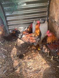 Gallo Razza siciliana coronata collo d'oro